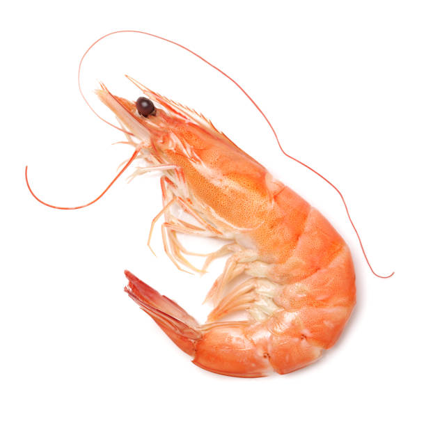 crevettes sur fond blanc - prepared shrimp photos et images de collection