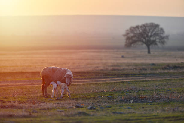 istock Two newborn lambs and sheep on field in warm sunset light 1134784986