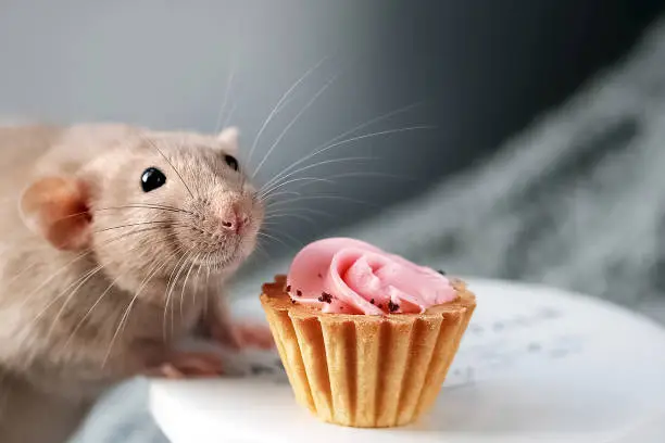 Photo of Cute smiling fancy pet rat and festive cake with soft pink cream swirl in front of grey background with copy space.