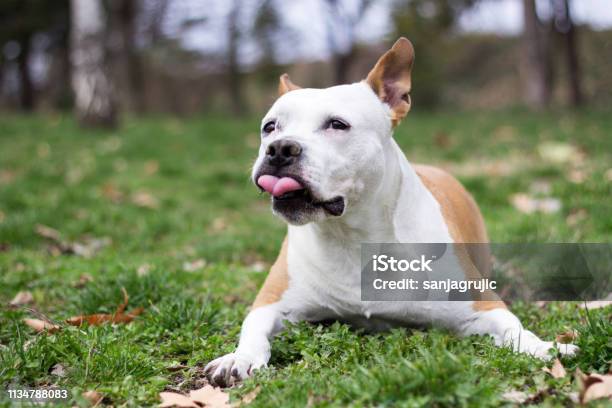 Friendly Dog Smile Stock Photo - Download Image Now - Carrying, Dog, American Staffordshire Terrier