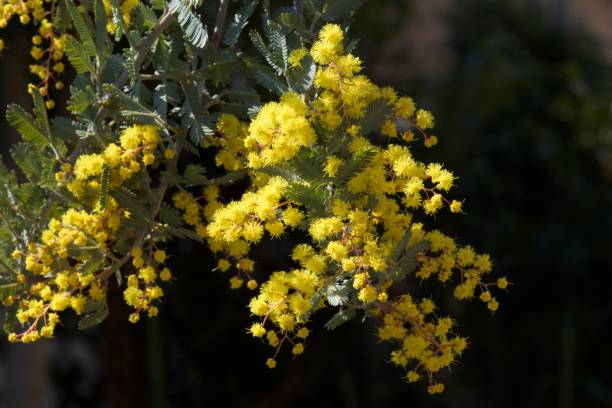 istock Very beautiful mimosa flower closeup. 1134788900