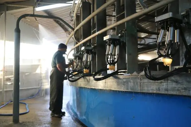 Hanging the cups on to the betters for the wash cycle at the end of milking