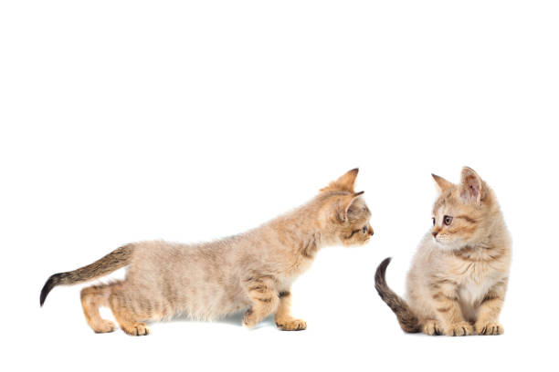 istock two kitty Scottish straight collage banner with copy space with place for text on white isolated background 1134790070