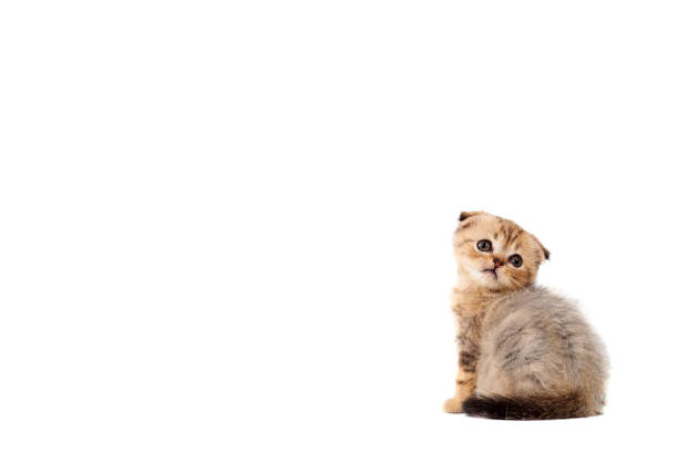 istock sad very small fluffy kitten scottish fold on white isolated background. With a sore eye that is peeling off 1134790178