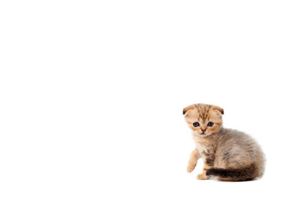 грустно очень маленький пушистый котенок шотландский раз на белом изолированном фоне. с болью в глазах, которая отслаивается - sadness domestic cat kitten humor ст�оковые фото и изображения