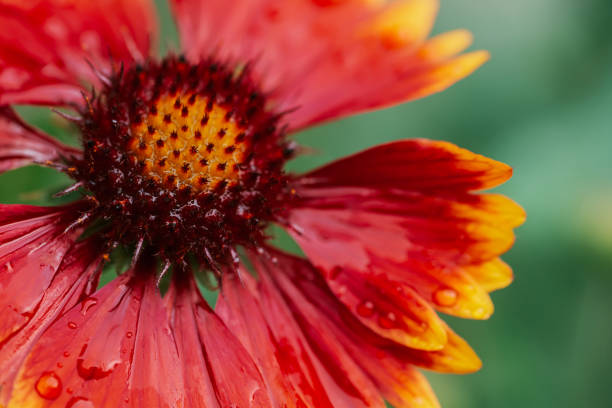Scenic flowering gaillardia pulchella in macro. Amazing wet red yellow flower close-up with copy space. Wonderful petals with raindrops. Dew on beautiful blooming flower. Drops on plant. Rich flora. espectacular floración de gaillardia pulchella en macro. increíble húmedo rojo amarillo flor de primer plano con espacio de copia. pétalos maravillosos con gotas de lluvia. rocío en hermosa flor floreciente. gotas en la planta. rica flora.