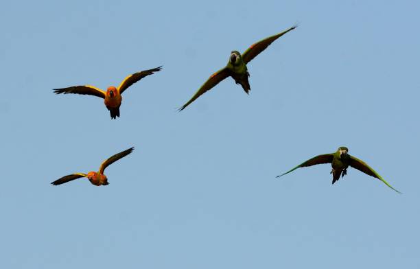 istock Sun Conure (Aratinga solstitialis) and Hahn’s Macaw (Diopsittaca nobilis nobilis) 1134790360