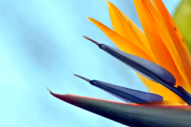 The bird of paradise flower stock photo