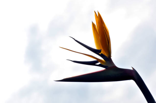 The common names of strelitzia reginae include crane flower and bird of paradise. It got such names for its exotic flowers that look like the head of a crane.