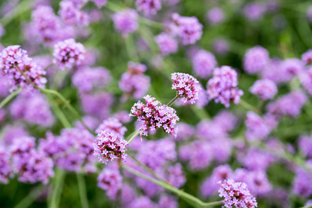 Myosotis silvatica flower blooming in Spring