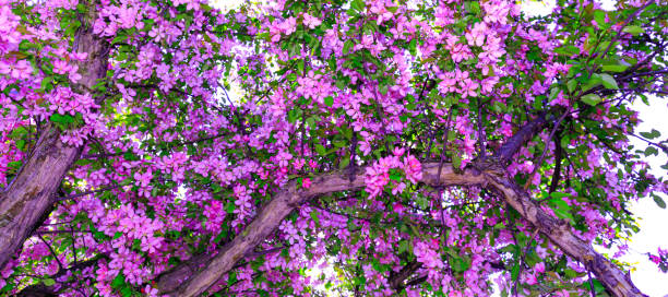 istock Magic pink cherry blossom on the tree during spring time. Branch of apple blossoms in stunning sunny day. 1134794598