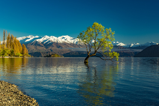 The famous Lonely tree of Lake Wanaka and snowy Buchanan Peaks, South Island, New Zealand