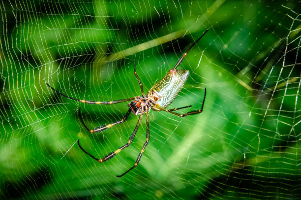 istock A wonderful and colorful macro world 1134794646