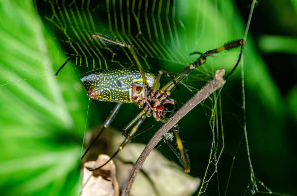 istock A wonderful and colorful macro world 1134794663