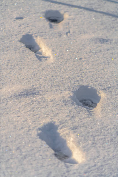 istock Footprints on shimmerig sunlit snow in Utah 1134795732