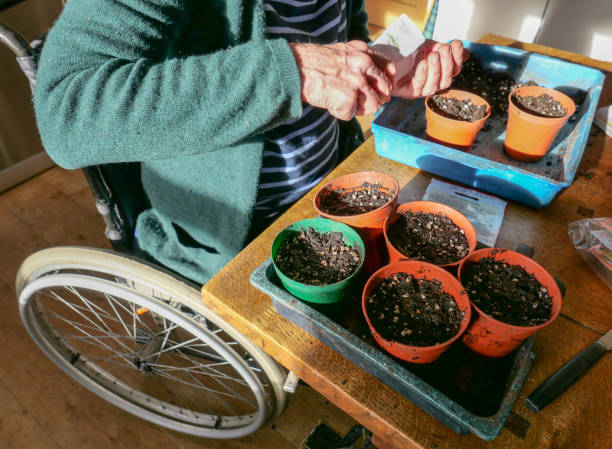 une femme s'asseyant dans son fauteuil roulant plantant des semences - food and drink human hand tomato tomato plant photos et images de collection