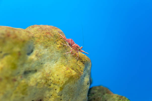 istock Hinge- beak shrimp, It is beautiful small shrimp in fish tank. 1134796993