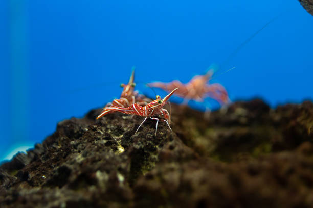 istock Hinge- beak shrimp, It is beautiful small shrimp in fish tank. 1134796995