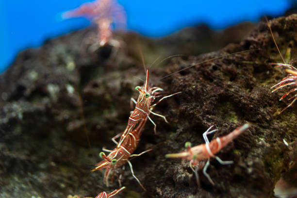 istock Hinge- beak shrimp, It is beautiful small shrimp in fish tank. 1134796996