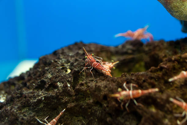 istock Hinge- beak shrimp, It is beautiful small shrimp in fish tank. 1134797047