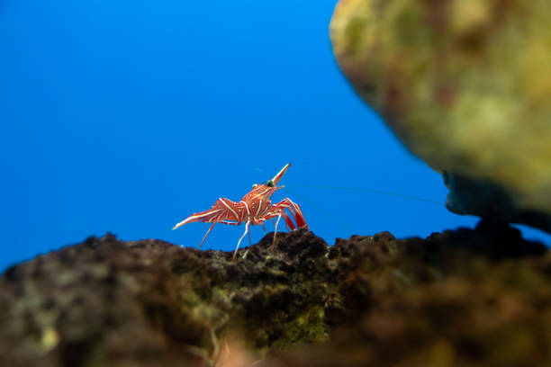 istock Hinge- beak shrimp, It is beautiful small shrimp in fish tank. 1134797064