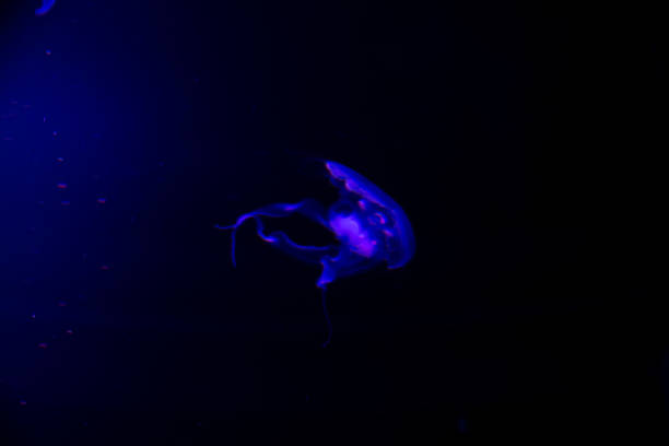 istock Close-up Jellyfish, Medusa in fish tank with neon light. 1134797821