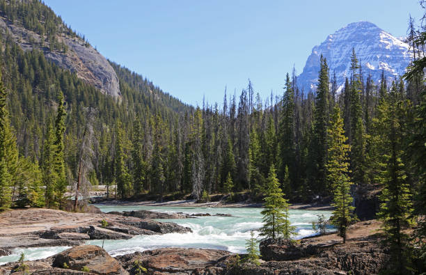 istock Mt Stephen and Kicking Horse River 1134801551