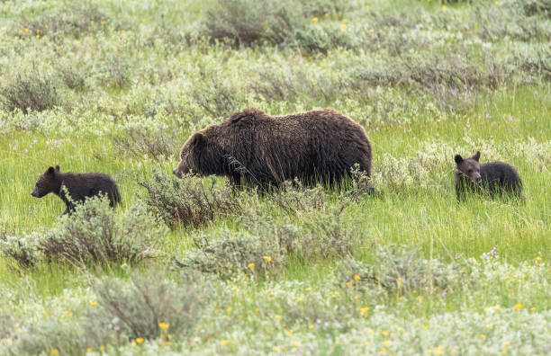 istock Grizzly bear with two cubs in Yellowstone USA 1134802671
