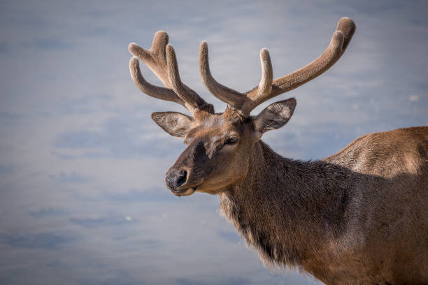 Portrait of a large male elk with spectacular velvet antlers – Jasper National Park, Canada