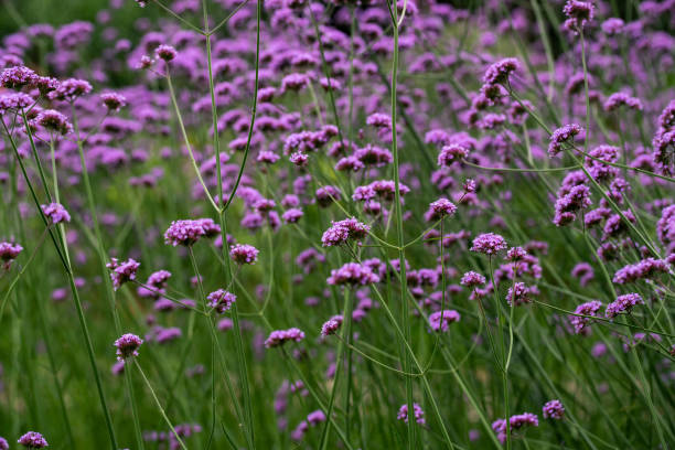 istock Myosotis silvatica flower blooming in Spring 1134804371