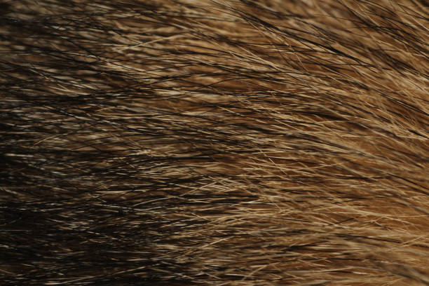 istock Close Up Husky Fur 1134805327