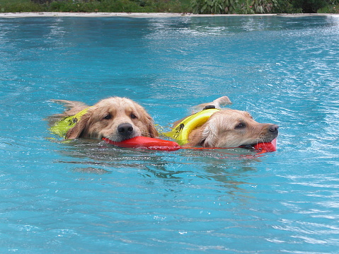 Brother and sister Golden Retrievers swimming and having fun in the pool playing fetch with their bumper. Dogs in lifejackets.