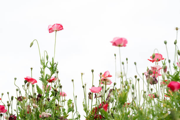 白い背景と庭に咲く一般的なポピー - poppy field red flower ストックフォトと画像
