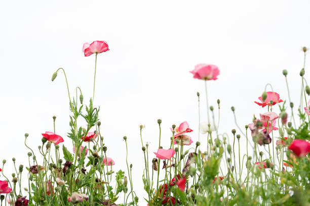 흰색 배경으로 정원에서 개화 하는 일반적인 양 귀 비 - poppy field red flower 뉴스 사진 이미지