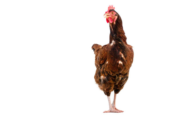 istock brown hen isolated on white,Chicken walking copy space 1134810069