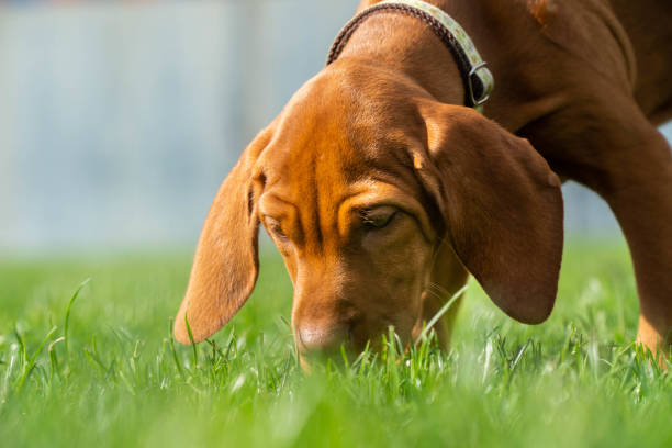 vizsla puppy play time-oler - oliendo fotografías e imágenes de stock