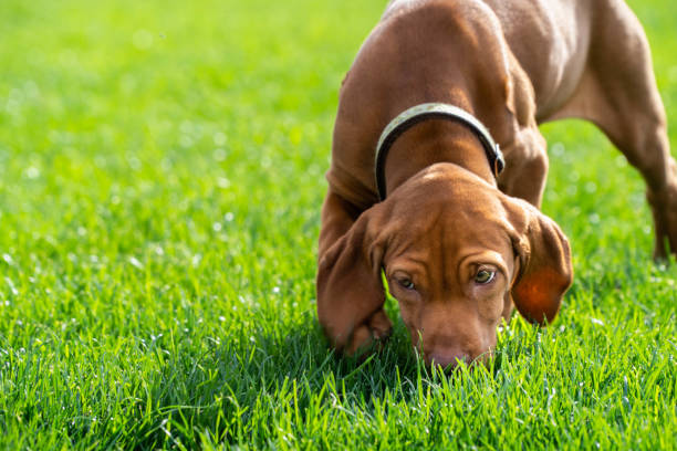 istock Vizsla Puppy Playtime - Sniffing 1134810342