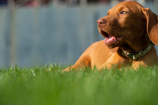 istock Vizsla Puppy Laying In Grass - Playtime 1134810359
