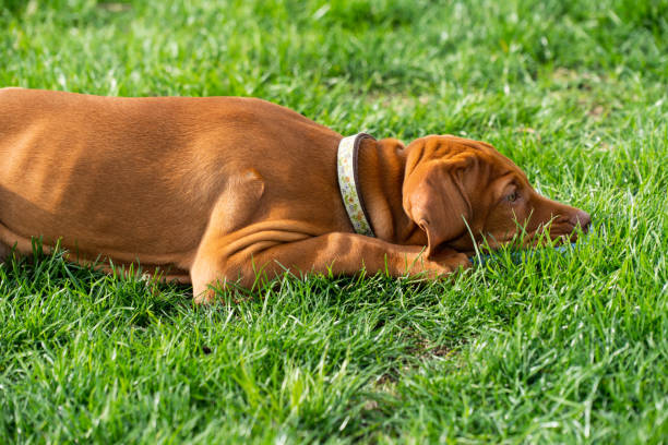 istock Vizsla Puppy Laying In Grass - Playtime 1134810361