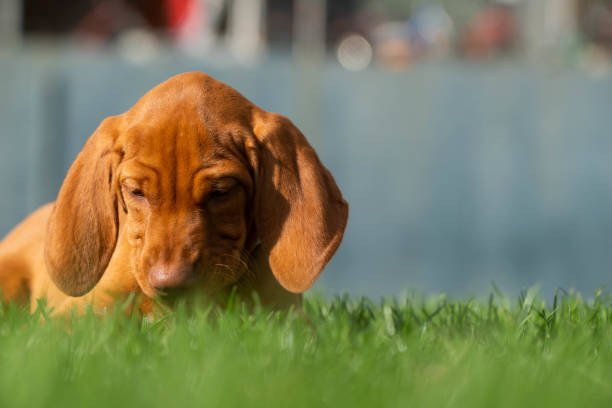istock Vizsla Puppy Laying In Grass - Playtime 1134810366
