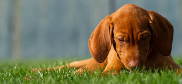 istock Vizsla Puppy Laying In Grass - Playtime 1134810368