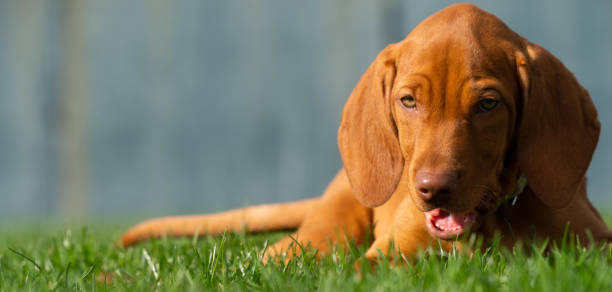 istock Vizsla Puppy Laying In Grass - Playtime 1134810369
