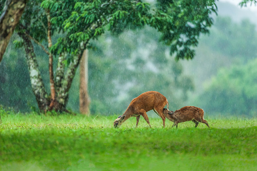 Time to feed, baby fawn and hind mother having a tender bonding moment in the rain. UNESCO World Heritage Site. Khao Yai, Thailand. Rainy season. Shallow dept of field. Soft sunlight.