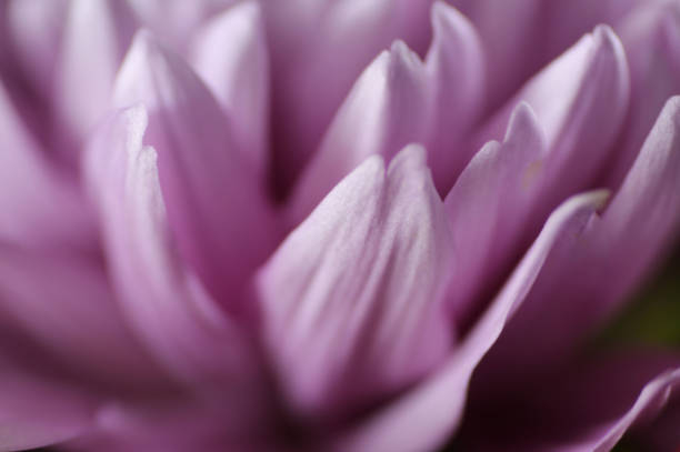 istock Close Up Light Purple Petals 1134811312