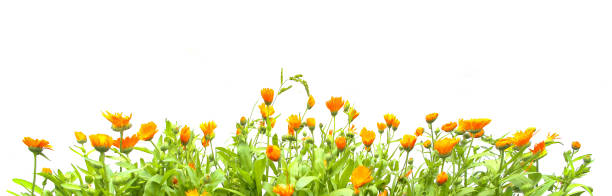 istock Orange Calendula officinalis growing isolated on white background. 1134811347