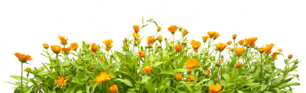 istock Orange Calendula officinalis growing isolated on white background. 1134811352