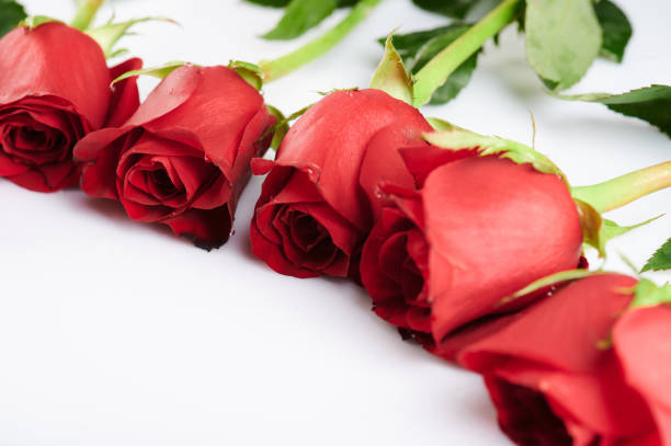 istock Line of red roses 1134813059