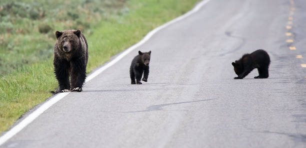 istock Grizzly bear with two cubs in Yellowstone USA 1134813185