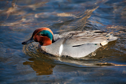 Green-winged Teal duck swimming in the water on a sunny winter day at Burnaby Lake.