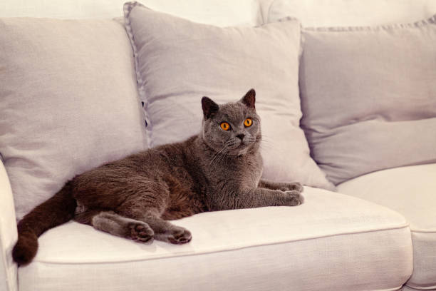 istock British Short Hair Cat Sitting On A Sofa 1134817448